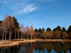 冬の公園