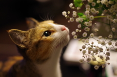 お花見