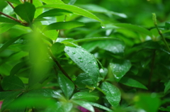 雨雫