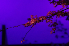 今年の桜4
