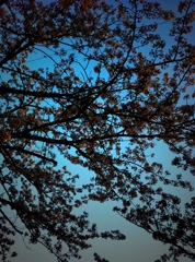 夕桜