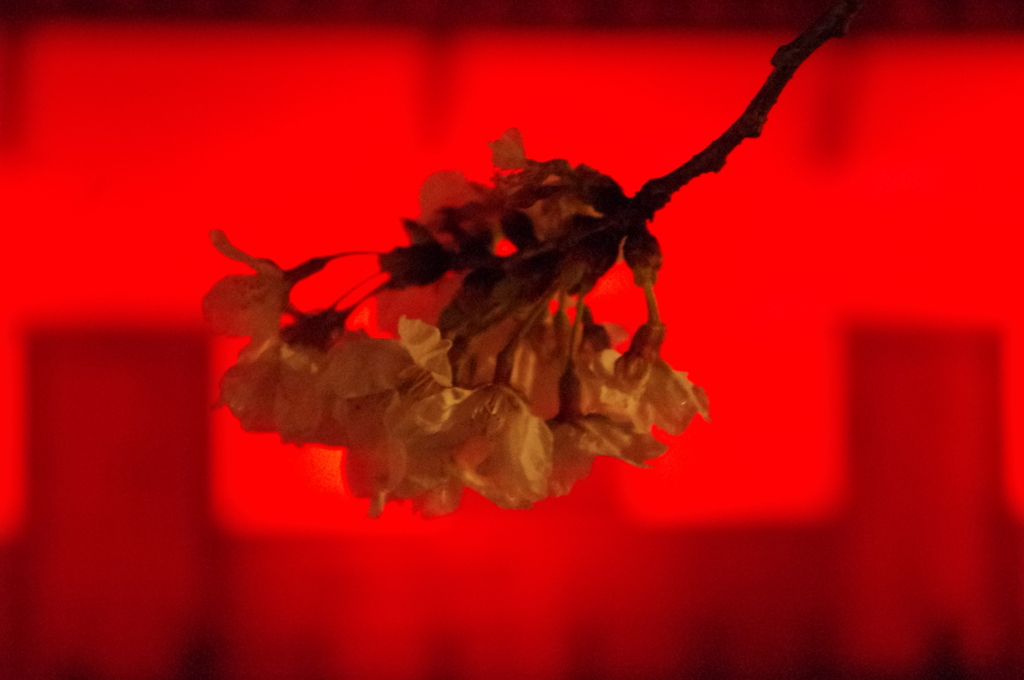 今年の桜2