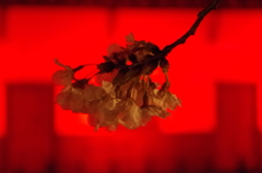 今年の桜2