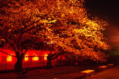 今年の桜3