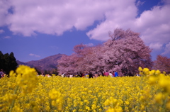 一心行の桜1