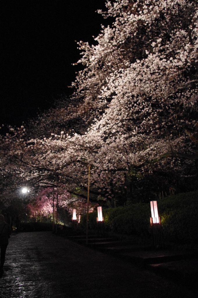 今年の桜1