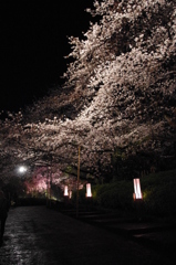 今年の桜1