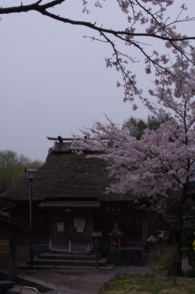 由布の桜