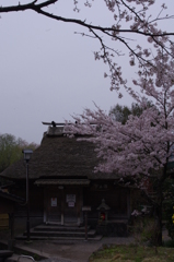 由布の桜