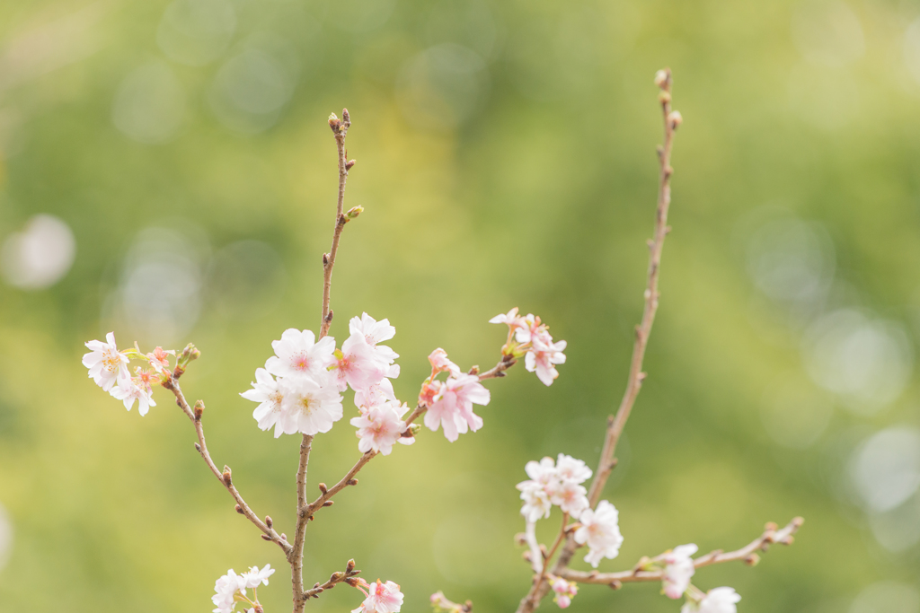 十月桜