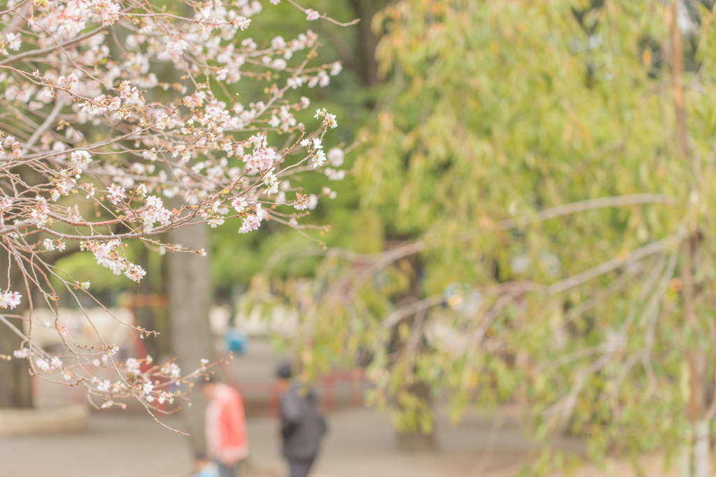 十月桜