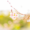 十月桜