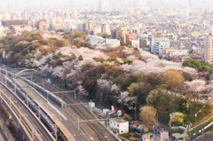 飛鳥山公園