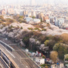 飛鳥山公園