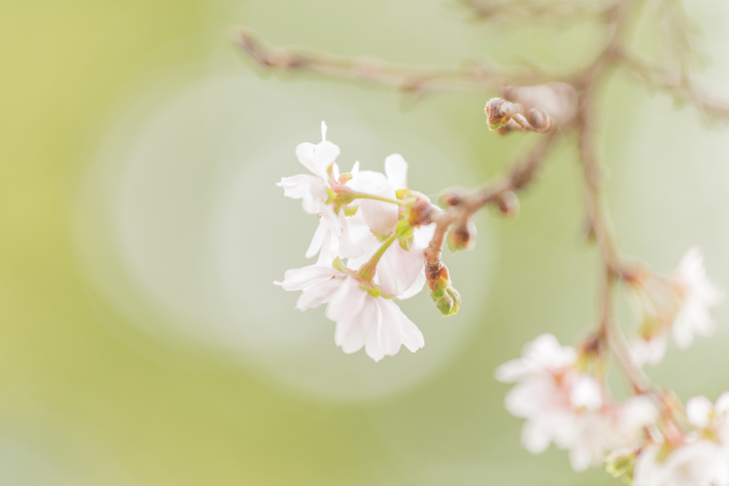 十月桜