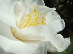 綺麗な花です！