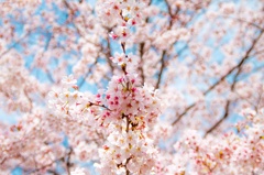 桜の季節ですね！