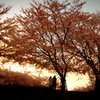 桜の木の下で