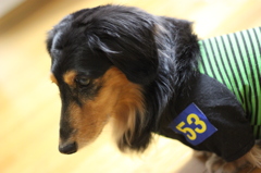 愛犬