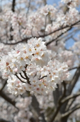 桜満開