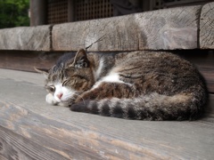 階段の隙間で