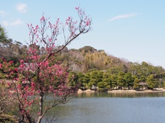 紅梅
