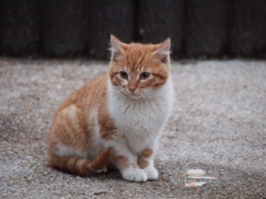 きちんとおすわり
