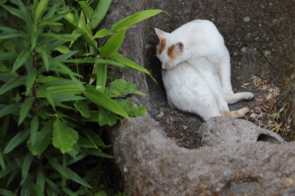 秘密の隠れ家にゃー