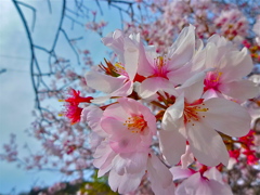 須磨寺公園の桜
