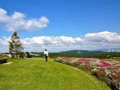 淡路島の花畑