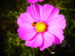 RIMG0596
