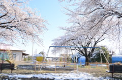 春の早朝の雪積の公園