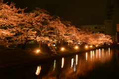 お堀に並ぶ桜