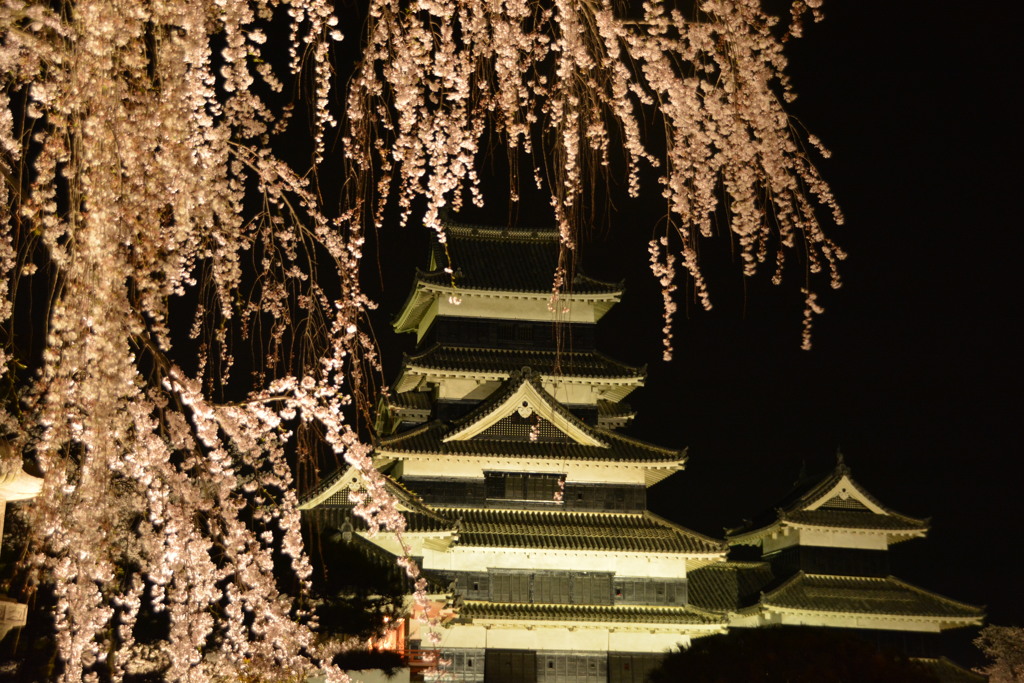 桜と城