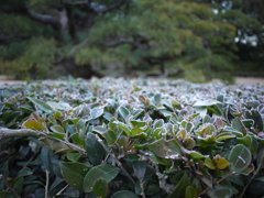 霜おりる