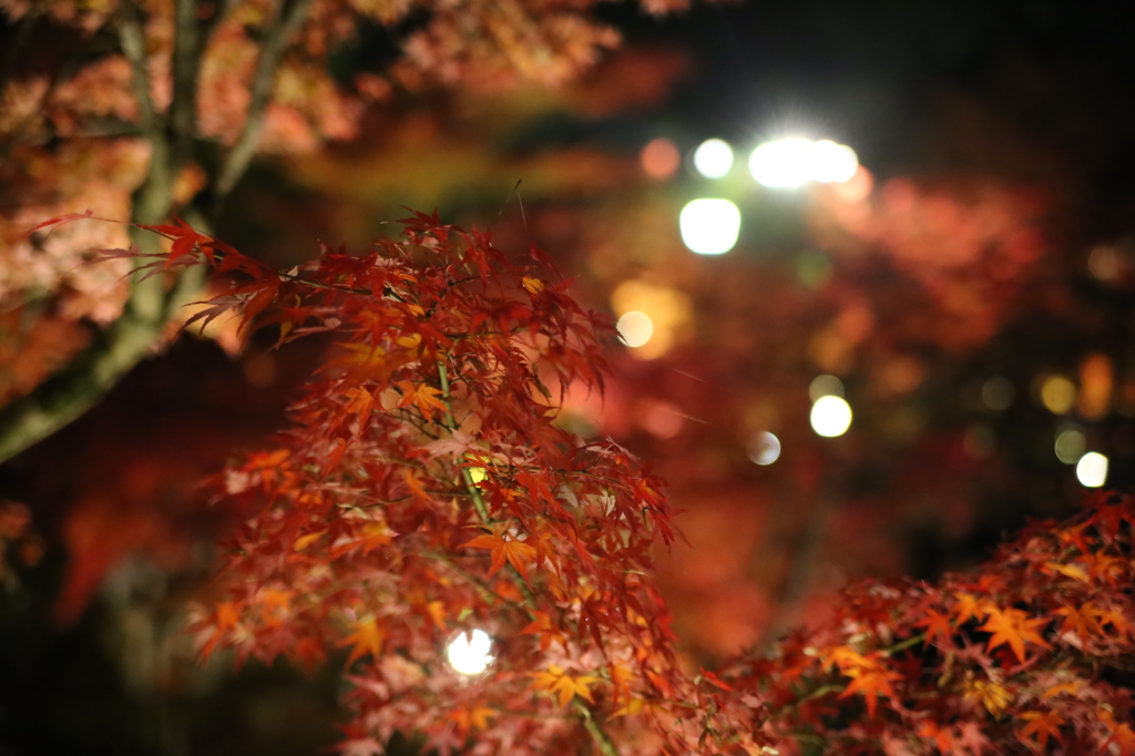 永観堂の夜