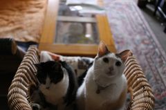 2人同時には上を向かない