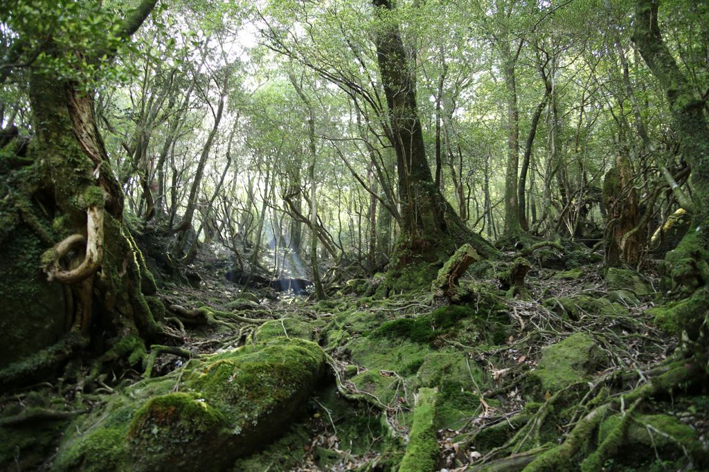 フォルダ発掘　Ⅰ（屋久島）