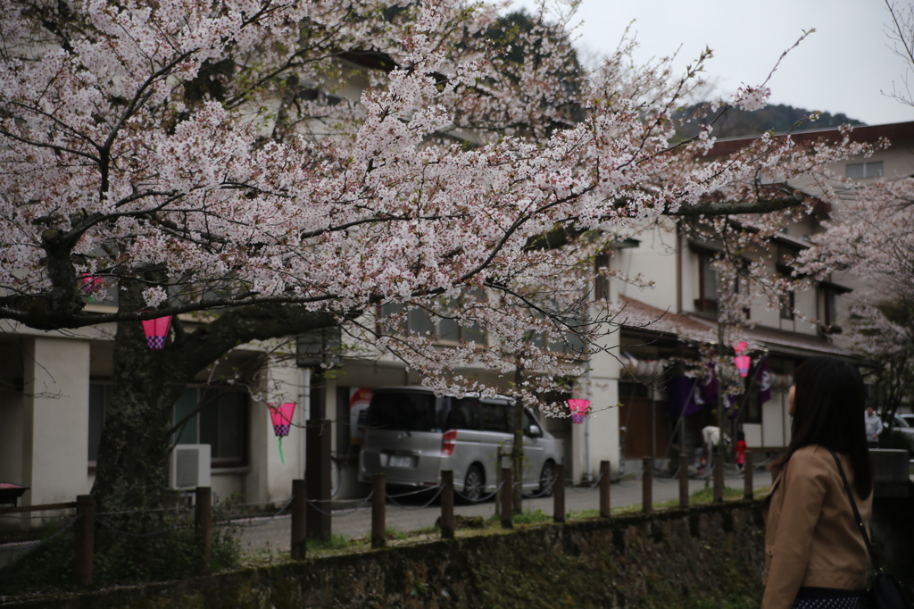 桜に想う