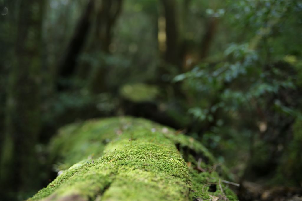 フォルダ発掘　Ⅱ（屋久島）