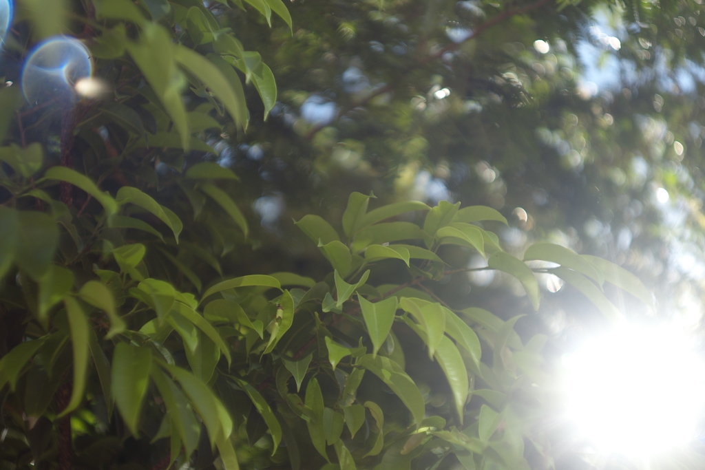 Leica M8 - Summarit 5cm f1.5