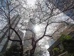 新宿西口の空と桜