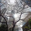 新宿西口の空と桜