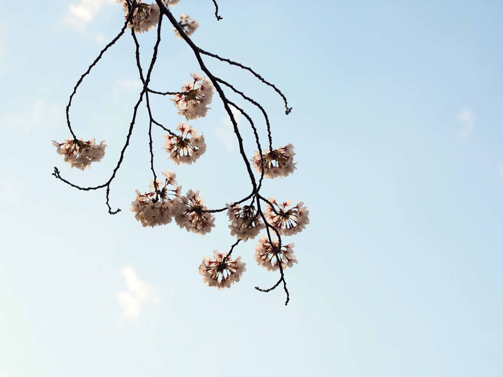 桜
