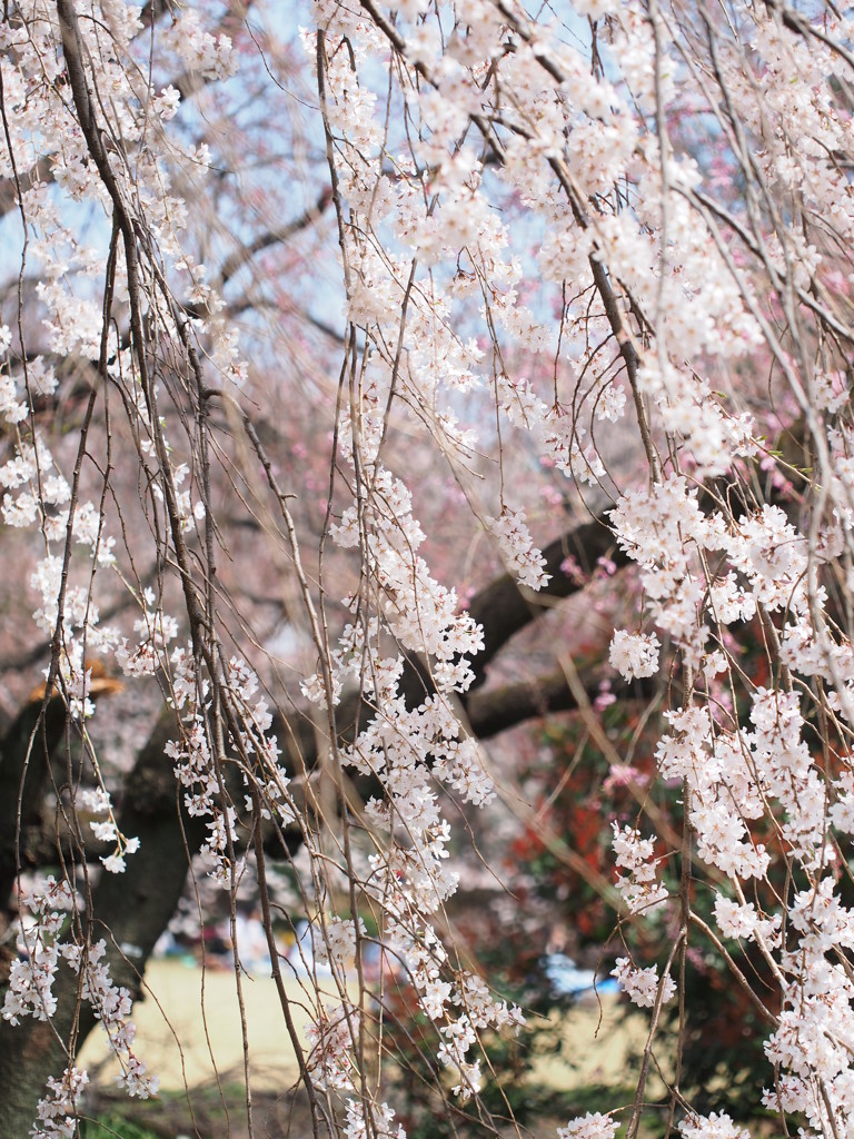 しだれ桜