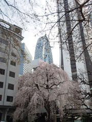 コクーンタワーと桜