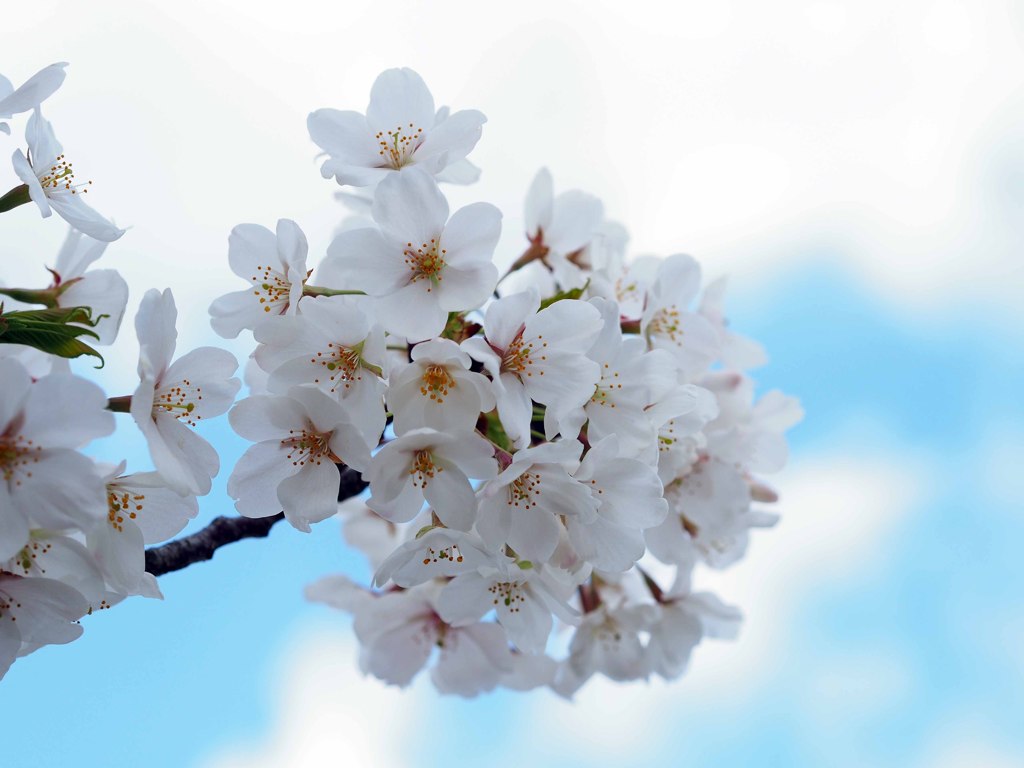 桜