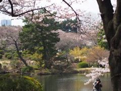 日本庭園と桜とカメラマン
