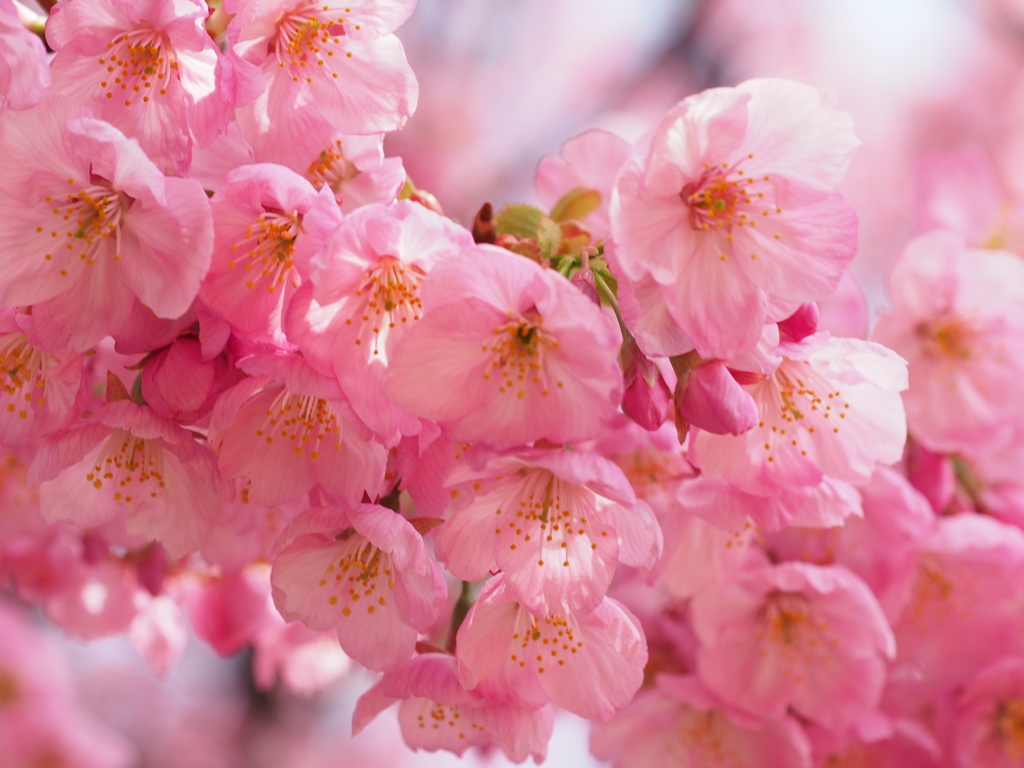 桜