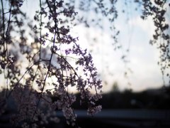 夕方のしだれ桜